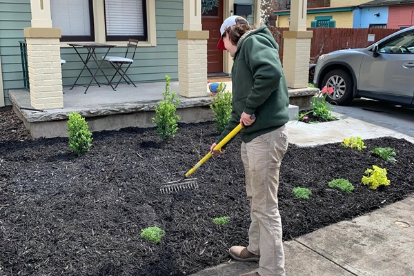 Landscaper raking black mulch around newly planted shrubs in front of a home porch