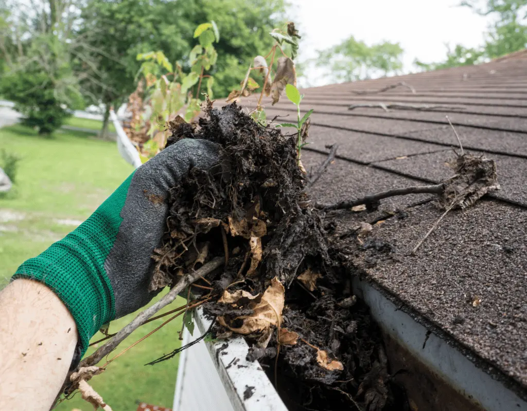 Gloved hand pulling a clump of wet leaves and debris out of a clogged roof gutter