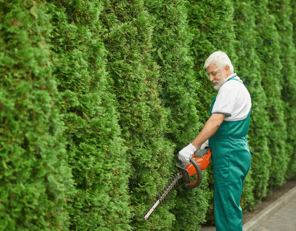 Gardener using a cordless hedge trimmer on a tall row of arborvitae beside a paved walkway