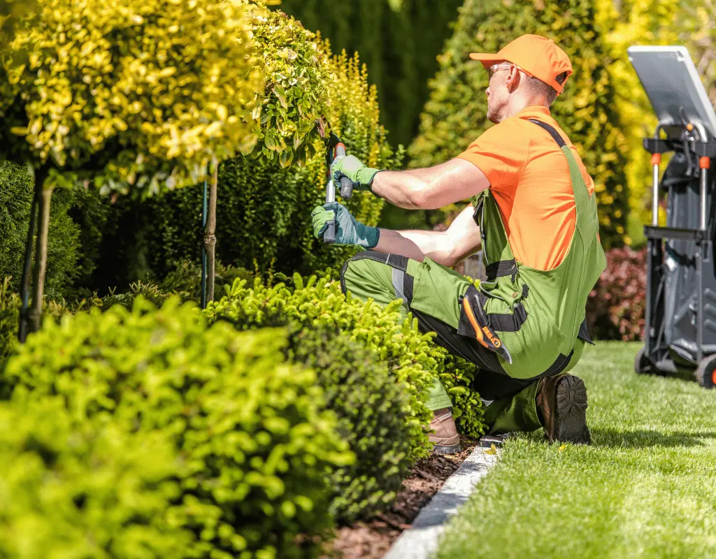 Gardener in an orange cap and green overalls pruning boxwood shrubs beside a stone-edged garden bed