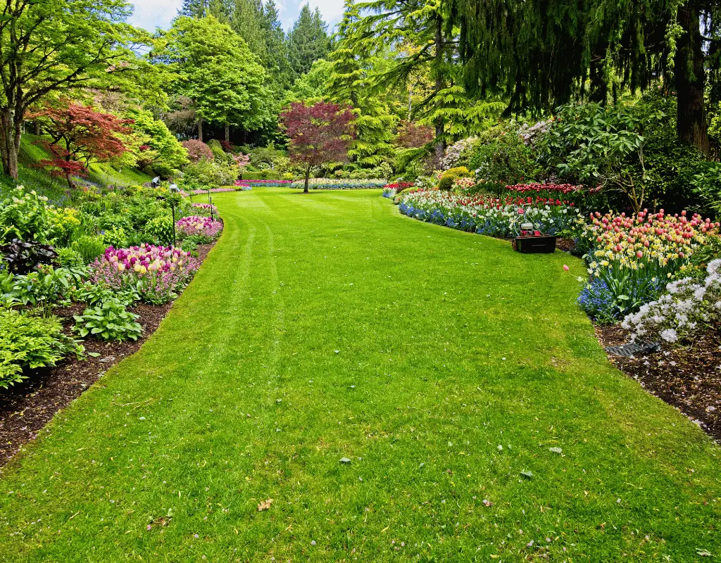 Wide mowed lawn path running between colorful flower beds and tall evergreen trees