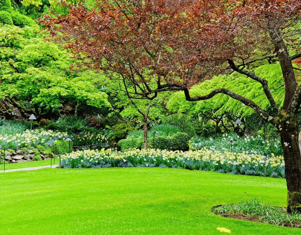 Lush landscaped garden with a red-leaf ornamental tree, curved flower beds and a bright green lawn