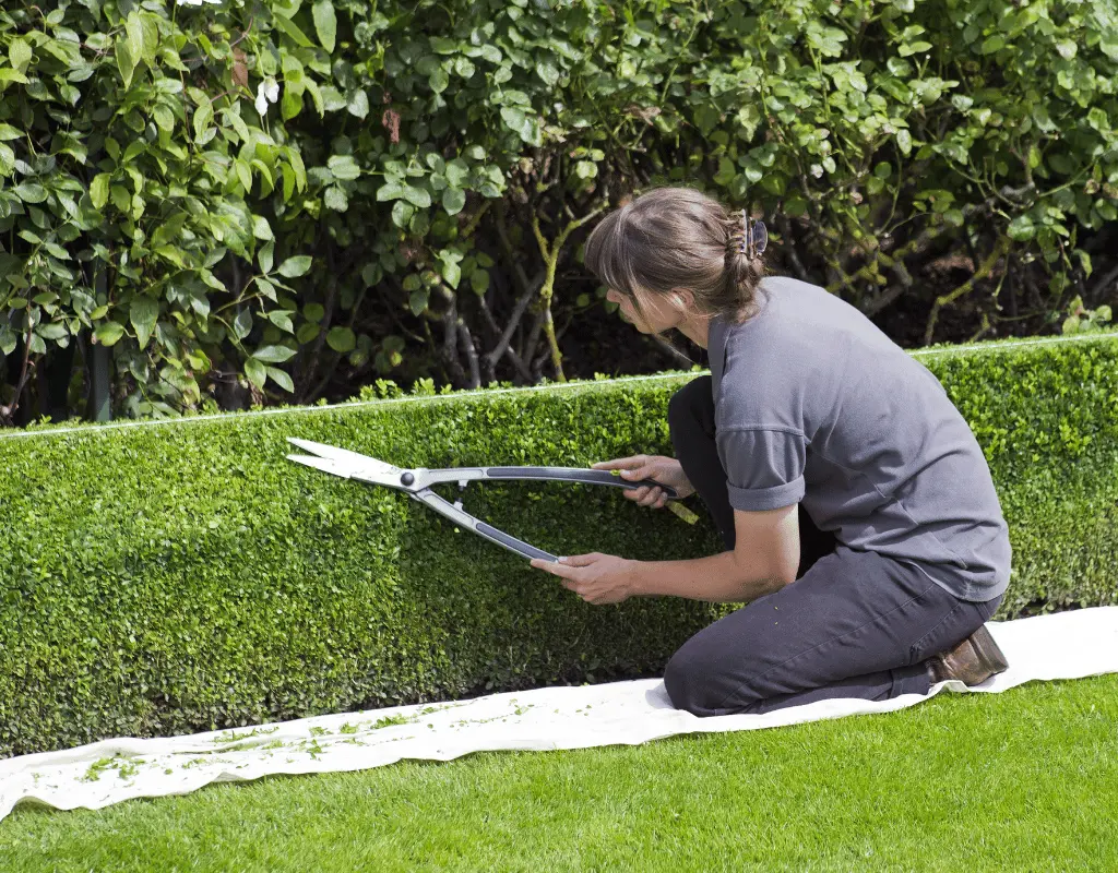 Landscaper kneeling on a lawn trimming a low boxwood hedge with manual hedge shears